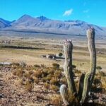 Arizona dream and Blue mountain cafe