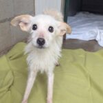 Slučaj 47 pasa s Učke: Park prirode i Veterinarska inspekcija tvrde da nisu imali nikakvih ranijih saznanja