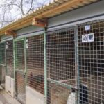 Međunarodni dan zaštite životinja u riječkom azilu: radionice, sportske igre, buvljak i druženje sa štencima