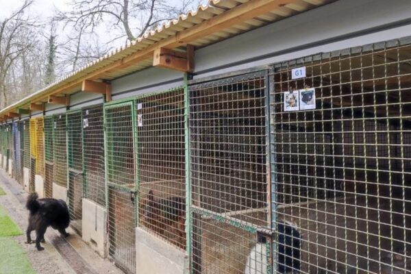 Međunarodni dan zaštite životinja u riječkom azilu: radionice, sportske igre, buvljak i druženje sa štencima