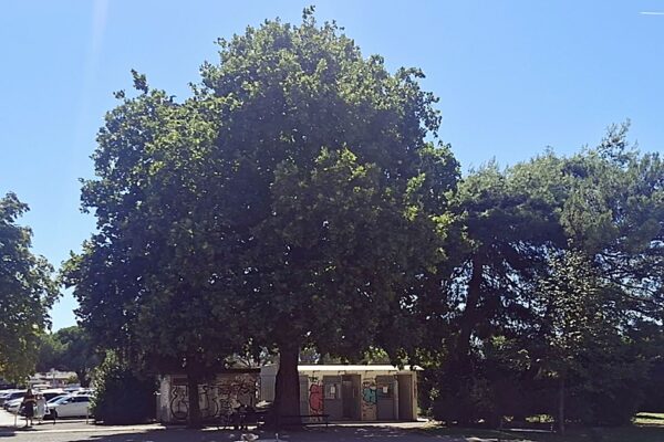 Glasajte za Platanu koja spaja: glas za stablo je i glas za riječku povijest